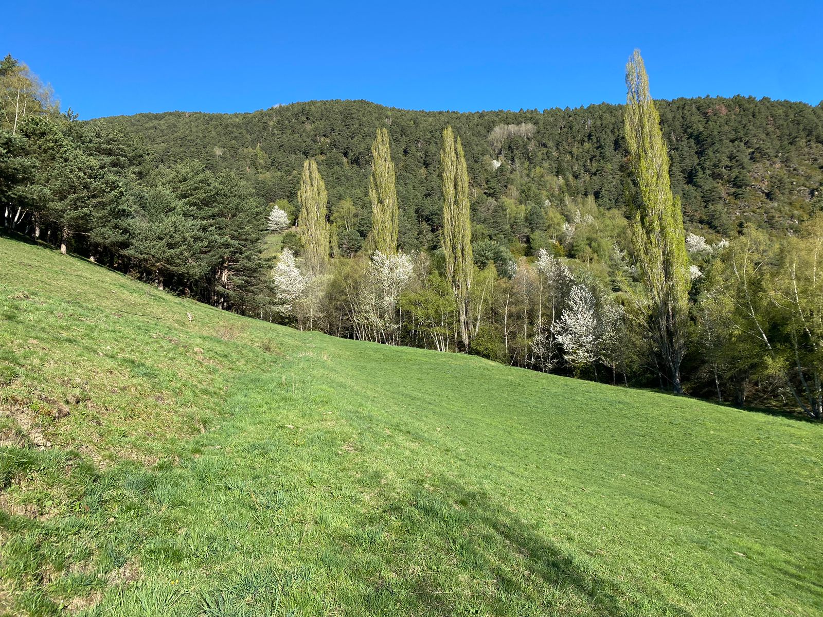 Terreny en venda a Escàs, 1000 metres